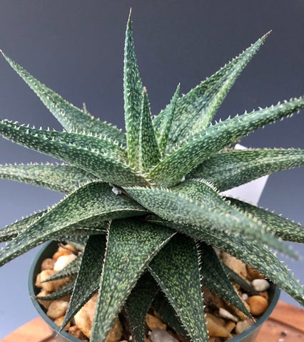 Aloe hybrid 'Harry Butterfield' Dwarf Aloe Hybrid