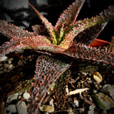 Aloe hybrid 'Kamikaze' 4" - Paradise Found Nursery