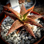 Aloe hybrid KG 20120 4" - Paradise Found Nursery
