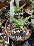 Aloe Hybrid 'Motley Tower" 4" pots