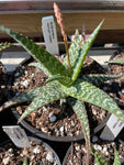 Aloe Hybrid 'Motley Tower" 4" pots