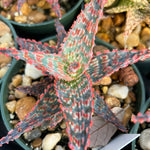 Aloe hybrid Neon Fantasy