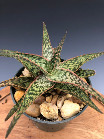 Aloe hybrid 'Neon Lights'
