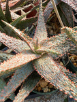 Aloe hybrid 'Orange Marmalade’ 4” pot - Paradise Found Nursery