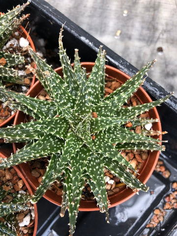 Aloe hybrid 'Pepe' 4" - Paradise Found Nursery