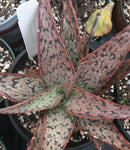 Aloe hybrid Pink Blush 4"