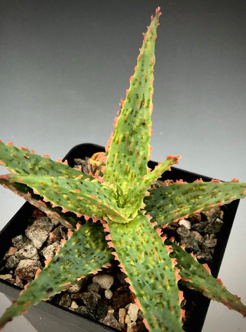 Aloe hybrid 'Piranha' 4" pots