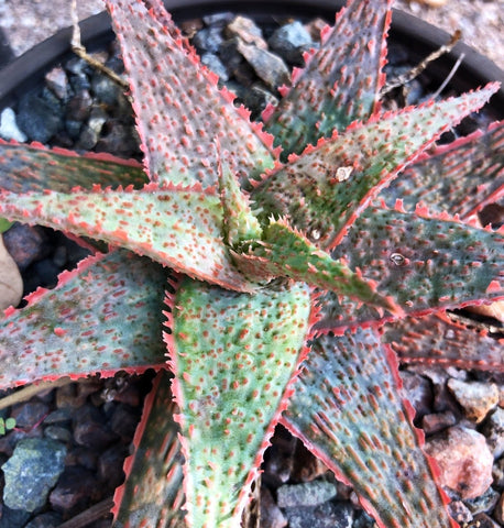Aloe hybrid 'Raspberry Ruffles'   Aloe Hybrid