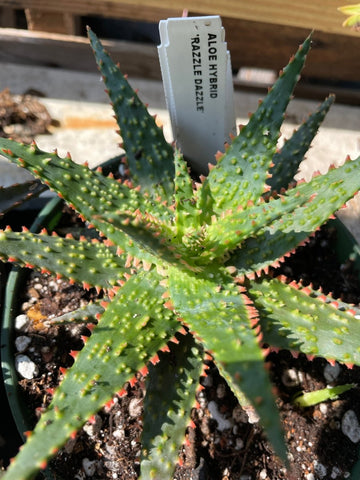 Aloe Hybrid "Razzle Dazzle"Exclusive Paradise Found Nursery Aloe Hybrid Series
