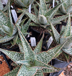 Aloe hybrid 'Silver Star' aka 'Guido' 6" - Paradise Found Nursery