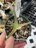 Aloe Hybrid 'Skin and Bones"  Exclusive Paradise Found Nursery Aloe Hybrid Series