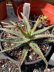 Aloe Hybrid 'Skin and Bones" 4" pot