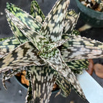 Aloe hybrid 'Snow Storm'  Kelly Griffin White Aloe Hybrid