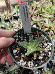 Aloe Hybrid 'Spiked Delight"Exclusive Paradise Found Nursery Aloe Hybrid Series