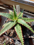 Aloe Hybrid 'Vicious Coral"Exclusive Paradise Found Nursery Aloe Hybrid Series