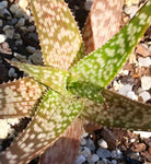 Aloe hybrid White Diamond 4"