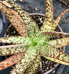 Aloe hybrid White Diamond 4"