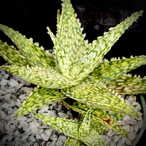 Aloe hybrid 'White Lightning' 4"