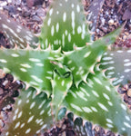 Aloe jucunda 4"