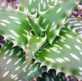 Aloe jucunda 4"
