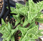 Aloe juvenna Tiger Tooth Aloe Easy Beginner Succulent