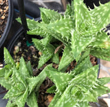 Aloe juvenna Tiger Tooth Aloe Easy Beginner Succulent