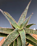 Aloe KG 08200 4"