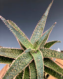 Aloe KG 08200 4"