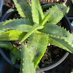 Aloe maculata 6” Scratch n Dent