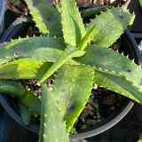 Aloe maculata 6” Scratch n Dent