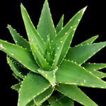 Aloe nobilis Golden Tooth Aloe