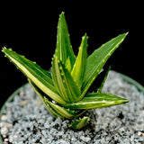 Aloe nobilis Variegated 5” pot size