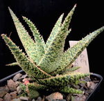 Aloe Pickled Pink 4"