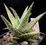 Aloe Pickled Pink 4"