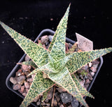 Aloe Pickled Pink 4"