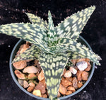 Aloe Snowstorm Rough Clone 4"