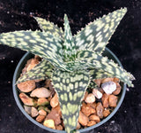 Aloe Snowstorm Rough Clone 4"