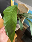 Anthurium Big Bill x self Seedlings  Controlled Pollination F2 Cross (pendulifolium x plowmanii)