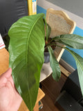 Anthurium Big Bill x self Seedlings  Controlled Pollination F2 Cross (pendulifolium x plowmanii)