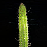 Aporocactus flagelliformis 4" "Rat Tail Cactus" Red Flowers