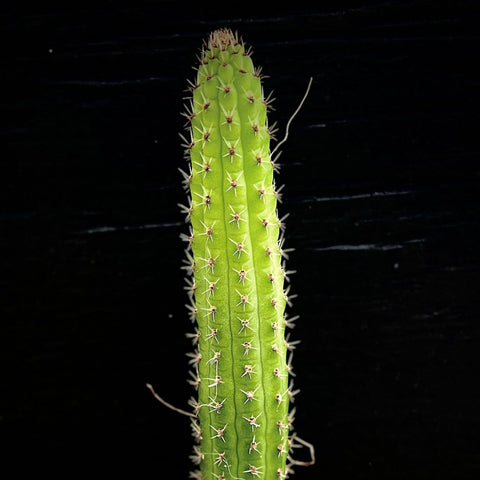 Aporocactus flagelliformis 4" "Rat Tail Cactus" Red Flowers