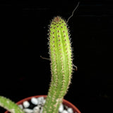 Aporocactus flagelliformis "Rat Tail Cactus" Red Flowers