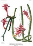 Aporocactus flagelliformis "Rat Tail Cactus" Red Flowers - Paradise Found Nursery