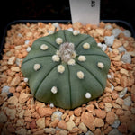 Astrophytum asterias f. nudum 4"