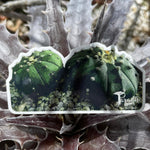 Astrophytum asterias Vinyl Sticker