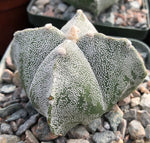 Astrophytum myriostigma quadricostatum 4" - Paradise Found Nursery