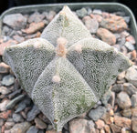 Astrophytum myriostigma quadricostatum 4" - Paradise Found Nursery