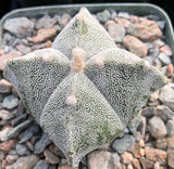 Astrophytum myriostigma quadricostatum 4" - Paradise Found Nursery