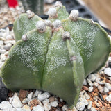 Astrophytum myriostigma Semi Nude 6"/1 gallon Bishop's Cap Cactus - Paradise Found Nursery