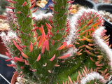 Austrocylindropuntia cv Roller Coaster Crested 5" Monster Cactus prickly pear - Paradise Found Nursery